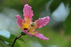 拍摄花卉一（879）