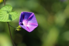 拍摄花卉一（879）