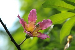 拍摄花卉一（879）