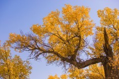 外出随拍（652）.