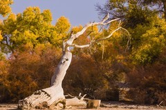 外出随拍（652）.