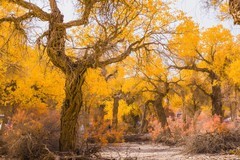 外出随拍（652）.