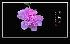 雍容花姿显富贵，芍药娇艳似牡丹