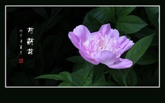 雍容花姿显富贵，芍药娇艳似牡丹