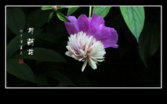雍容花姿显富贵，芍药娇艳似牡丹