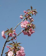春花灿烂（15）