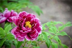 2026年第0325贴 - 景山牡丹花纪实（0512）