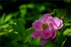 2026年第0325贴 - 景山牡丹花纪实（0512）