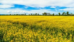 春花之黄