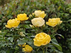 拍摄花卉一（1053）