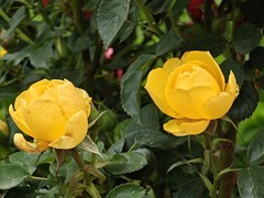 拍摄花卉一（1053）