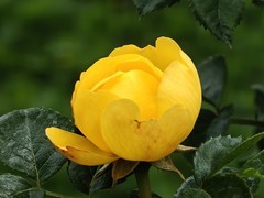 拍摄花卉一（1053）