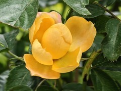 拍摄花卉一（1054）