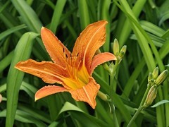拍摄花卉一（1054）