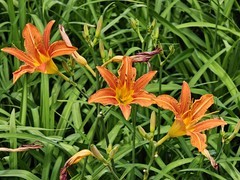 拍摄花卉一（1054）