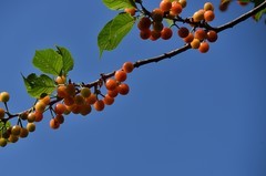 2026花卉植物赏析———樱桃【续完】