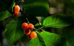 2026花卉植物赏析———樱桃【续完】