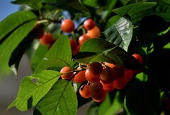 2026花卉植物赏析———樱桃【续完】