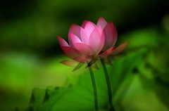 荷花 (47)