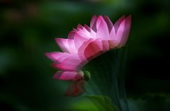 荷花 (47)