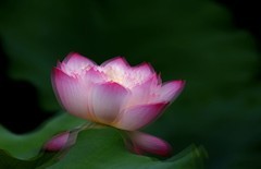 荷花 (47)
