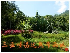 旅游随拍……海南呀诺达热带雨林风景区风景(上)