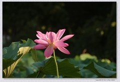 荷花【丙午年-294】