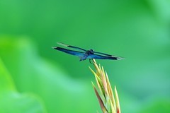 三星湖的”奇怪蜻蜓“