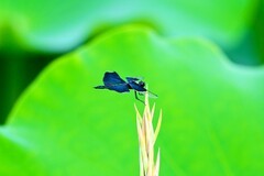 三星湖的”奇怪蜻蜓“