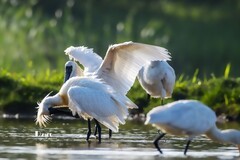 庄河鹭泊湖（68）