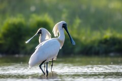 庄河鹭泊湖（68）