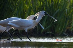 庄河鹭泊湖（68）