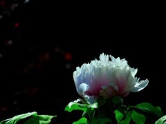 【视觉光影】国 色 天 香（23）