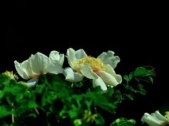 【视觉光影】国 色 天 香（23）