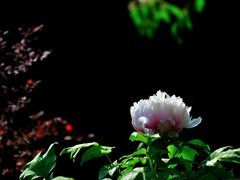 【视觉光影】国 色 天 香（23）