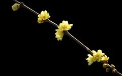 [26044] 十香园的腊梅