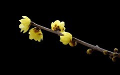 [26044] 十香园的腊梅