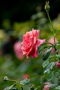 雨后的花朵-月季  4