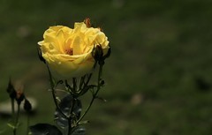 月季花(7)