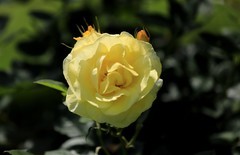 月季花(7)