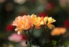 月季花(7)