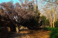 初春·世纪公园