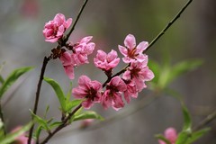 2026052 春花俏枝头