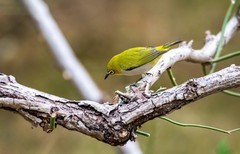 小绣眼（三十四）