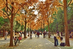 2025214 地坛公园银杏节（2）