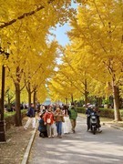 2025214 地坛公园银杏节（2）