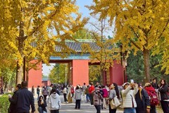 2025214 地坛公园银杏节（2）