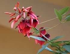 038【不老松：二游海南纪实】临高长島兰湾的鸡冠刺桐！