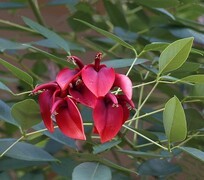 038【不老松：二游海南纪实】临高长島兰湾的鸡冠刺桐！