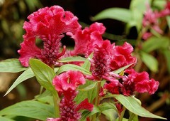 039【不老松：二游海南纪实】临高长島兰湾的鸡冠花！